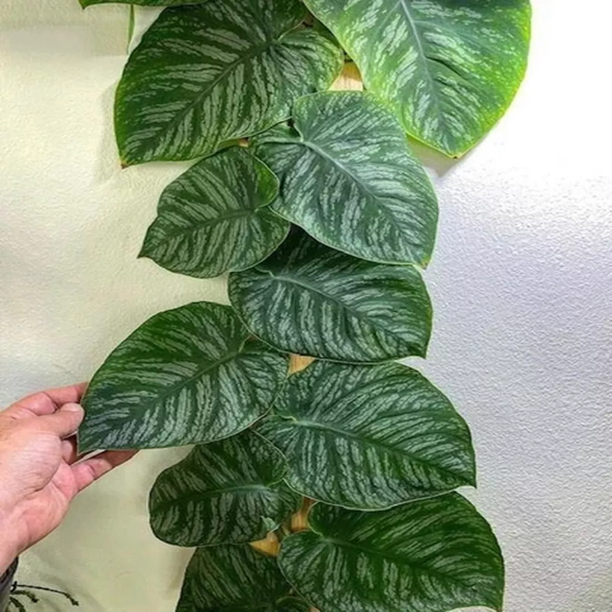 001836A Monstera Dubia Climbing Plant Climbing Plants 2 Seeds