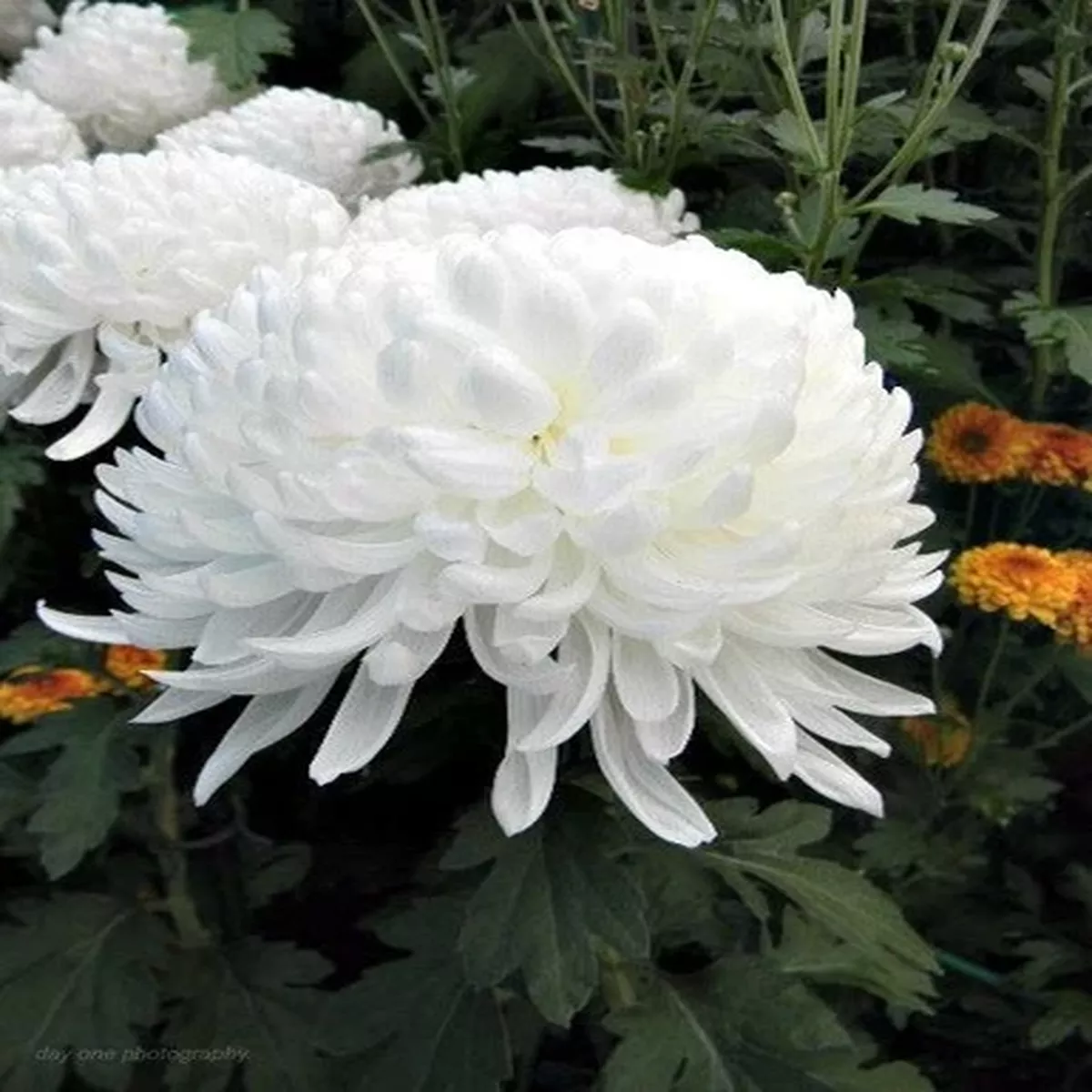 0077A Big Chrysanthemum White Bulbs Plants White Chrysanthemum 5 Seeds