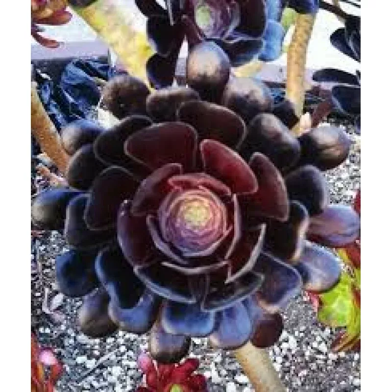 1 Aeonium Arboreum ‘Black Rose’ Cutting 3-5 Inch Long | Dark Burgundy Succulent | Easy Care | Full Sun/Partial Shade
