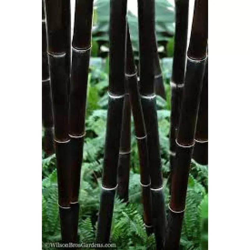 1 Black Bamboo Live Plant, Phyllostachys nigra, Multi-Cane Bamboo, Ornamental Privacy Screen, Fast Growing