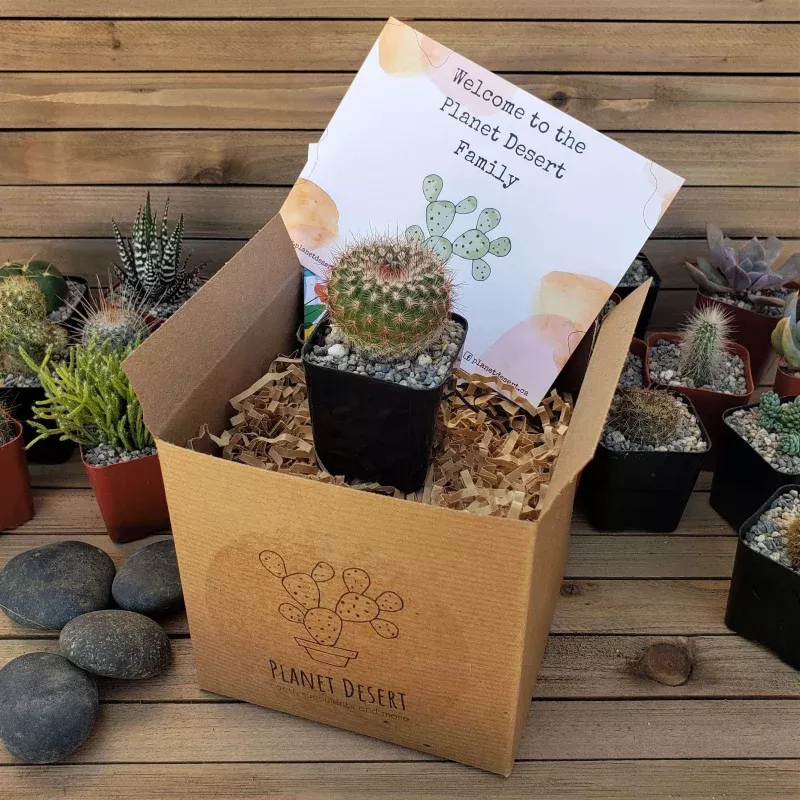 1 Cactus Subscription Box (Growing Kit)