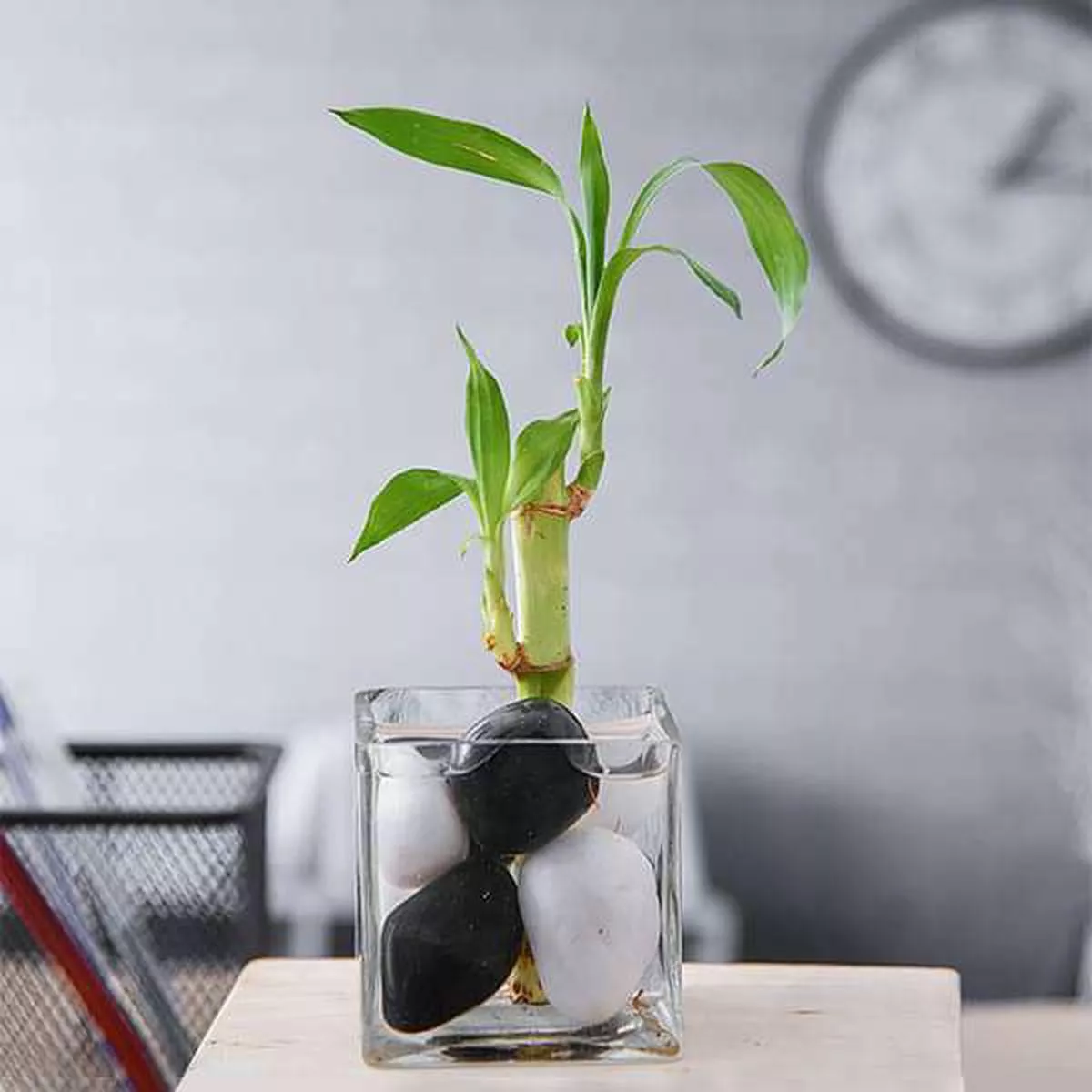 1 Lucky Bamboo Stalk (A Symbol of Commitment) – Gift Plant – Default Title