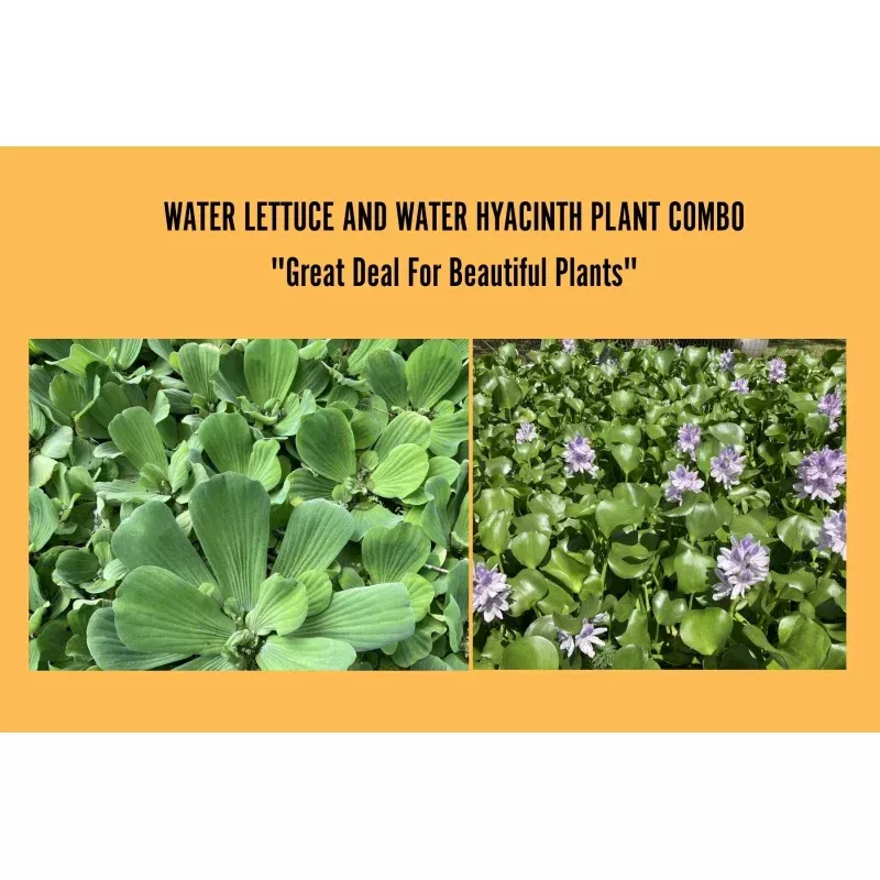 1 Medium Water Hyacinth & 1 Water Lettuce – Live Floating Pond Plants