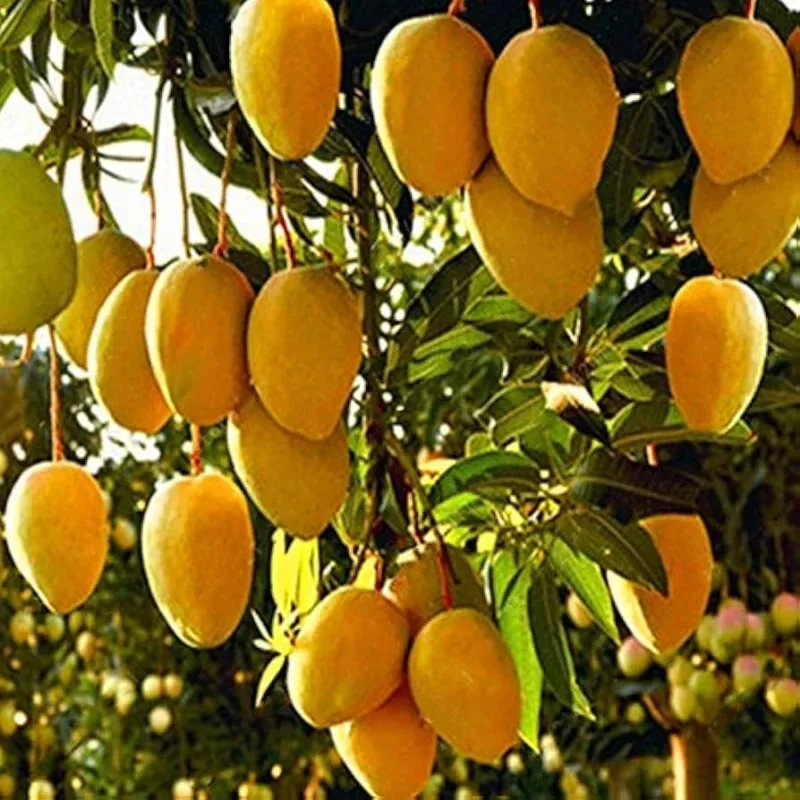 1 Starter Plant Mango Haden (Mangifera) Live Tropical Fruit Tree 12-24