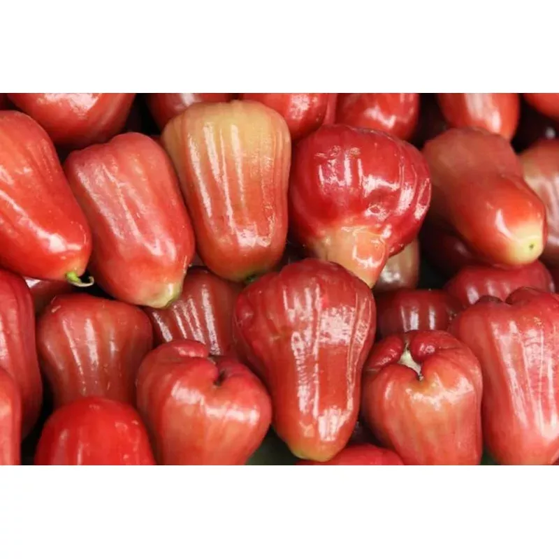 1 Starter Plant Red Wax Jambu Tree (Syzygium jambos) Live Fruit Tree 12-24
