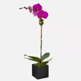 1-Stem Purple Phalaenopsis in Ceramic