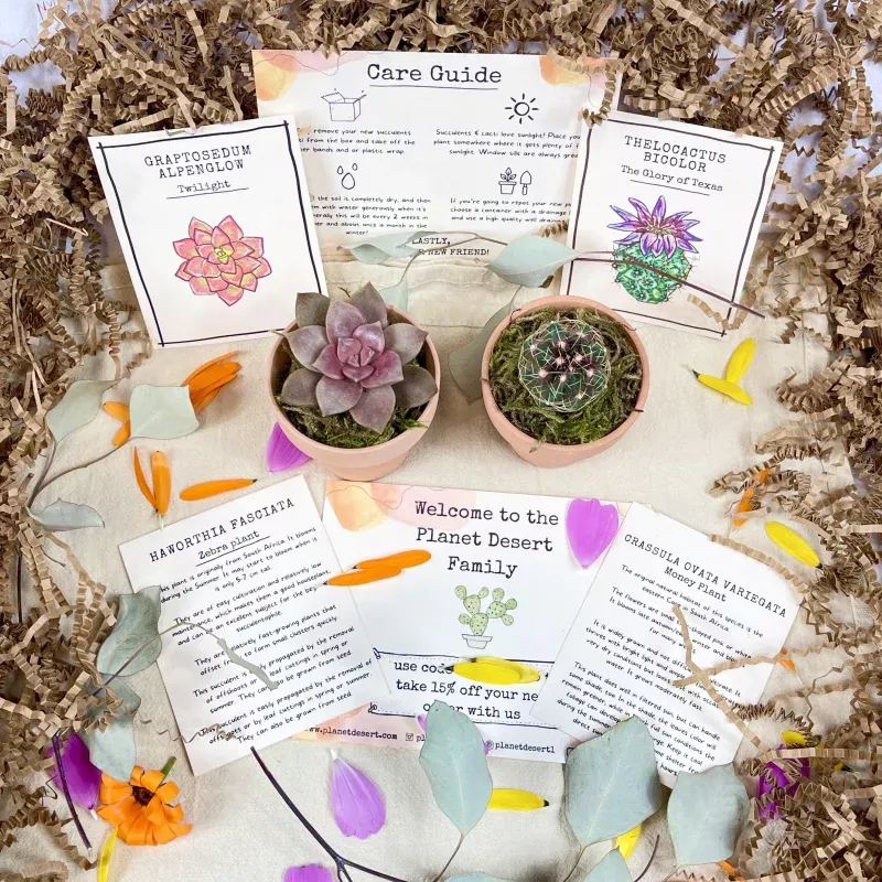 1 Succulent 1 Cactus Growing Kit Gift Box