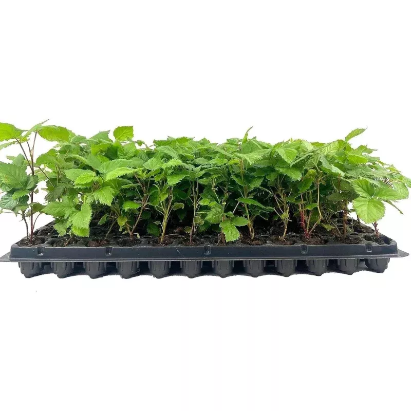 10 Apache BlackBerry Plant Thornless Rubus Fruit Starter Plant Bare Root