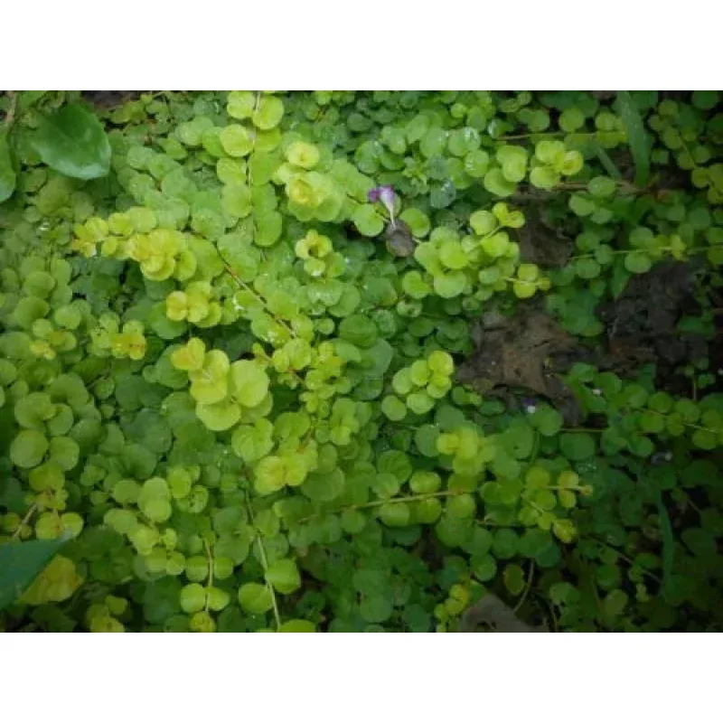 10 Bare Root Creeping Jenny Live Starter Plants, Excellent Ground Cover, Lysimachia nummularia