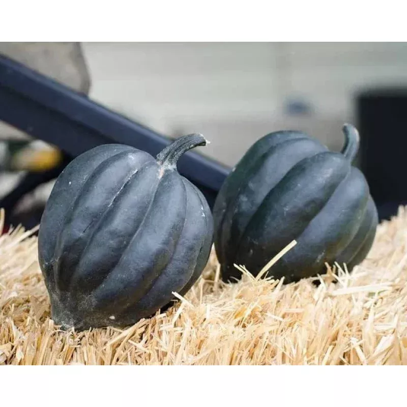 10 Black Betty Acorn Seeds for Planting Black Table Squash