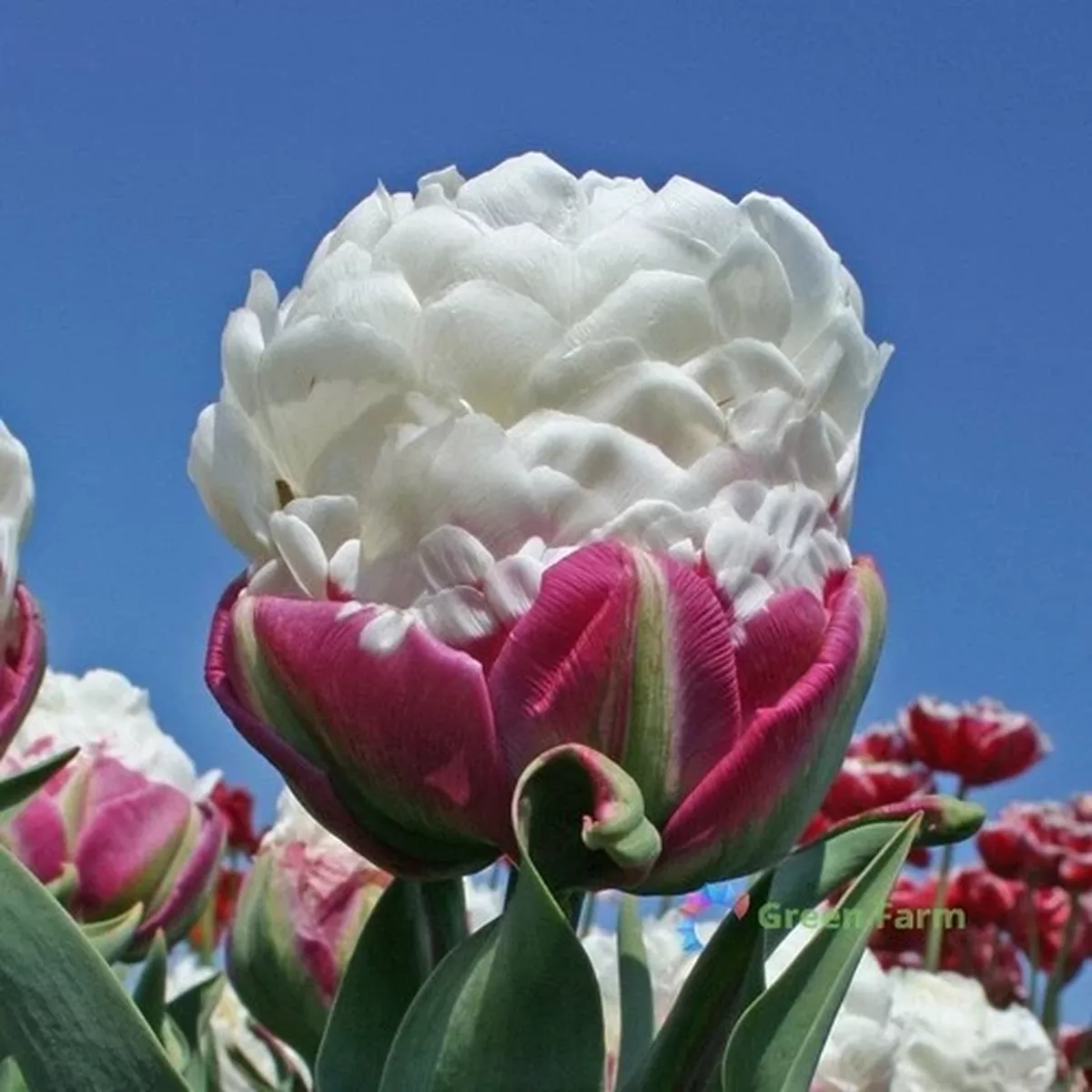 10 Bulbs Tulip Ice Cream Spring Blooming Garden Herbaceous Bulbiferous Geophytes