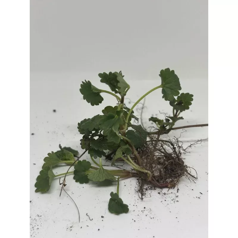 10 Creeping Charlie Plants Live Bare Root Glechoma hederacea Vine | Evergreen Groundcover, Fast-Spreading Outdoor Plant