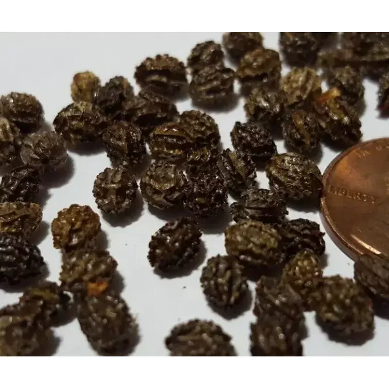 100+ Papaya Fruit Tree Seeds