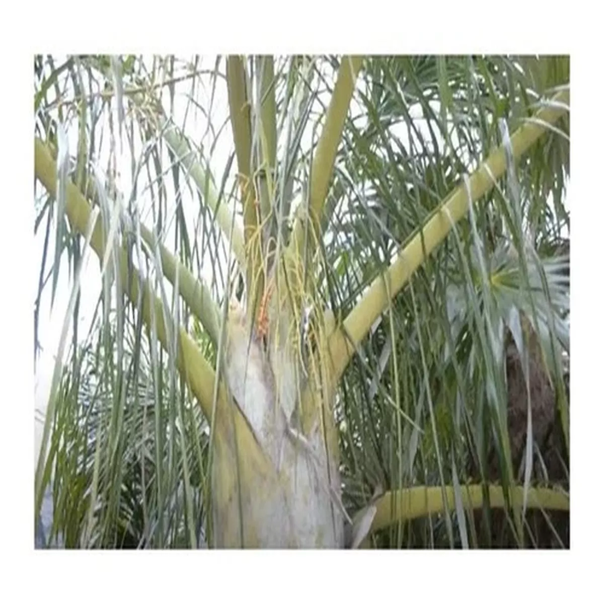 10x Dypsis prestoniana Tavilo Palm Tree Garden Plants – Seeds ID1415