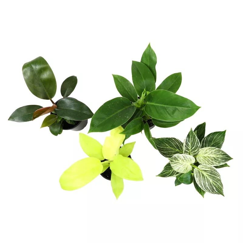12 Pack of 4.25-Inch Assorted Philodendron