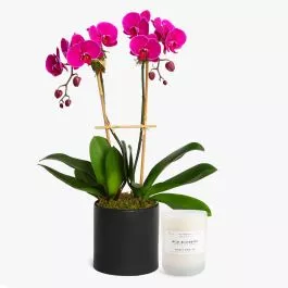 2-Stem Purple Phalaenopsis + Sydney Hale Candle