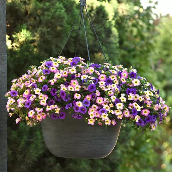 212 Calibrachoa Diva La Vida - 11