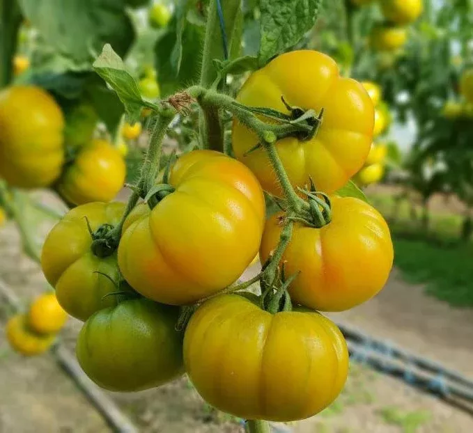 24 Karat F1 Beefsteak Tomato