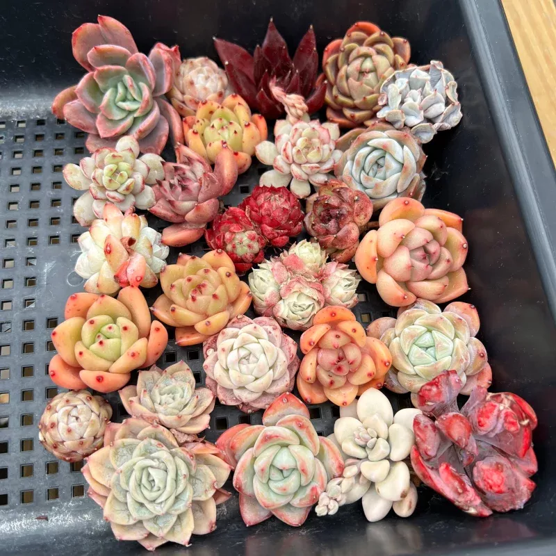 25 Piece Echeveria Assortment 1-3 Succulent Plant Cuttings (Set H)