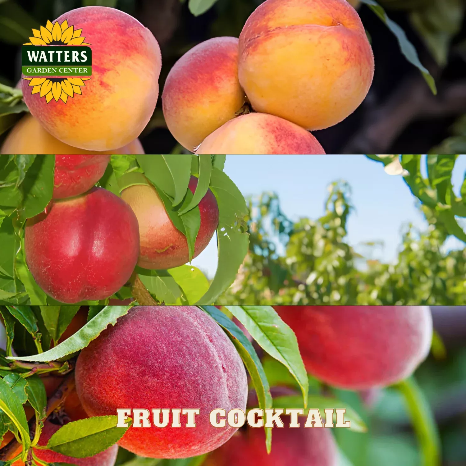 3-IN-1 FRUIT COCKTAIL TREE 7gal