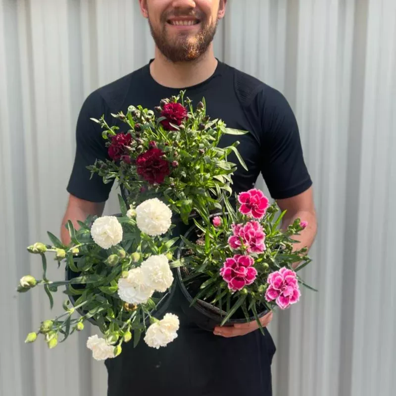 3 x Dianthus Perennials 3L | 3 Different Varieties
