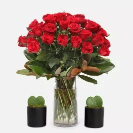 4-Dozen Elegant Roses + Sweetheart Plants