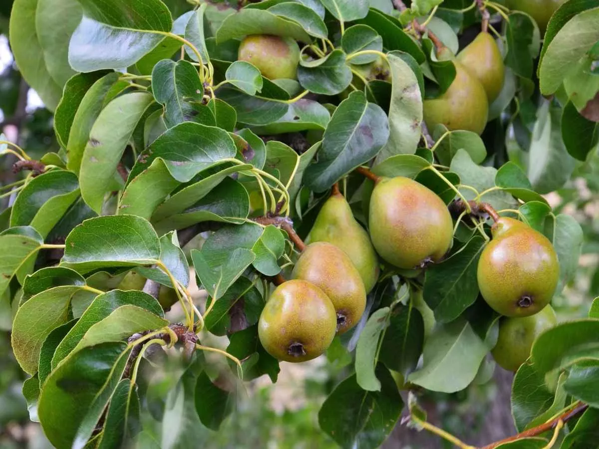 4-IN-1 PEAR COCKTAIL TREE 7gal