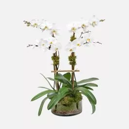 4-Stem Phalaenopsis in Glass