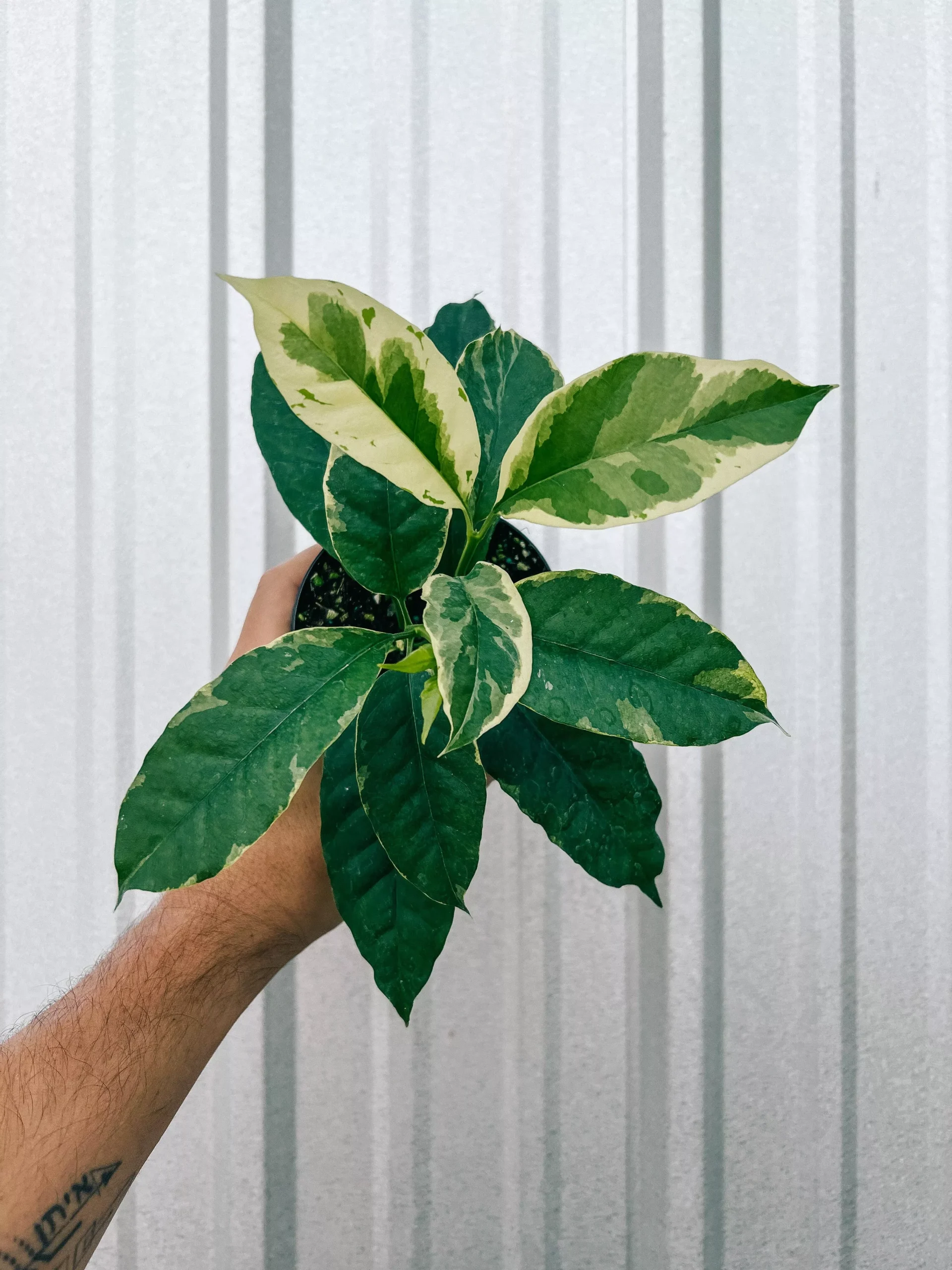 4″ Variegated Hoya ‘Multiflora’ (Shooting Star Hoya)