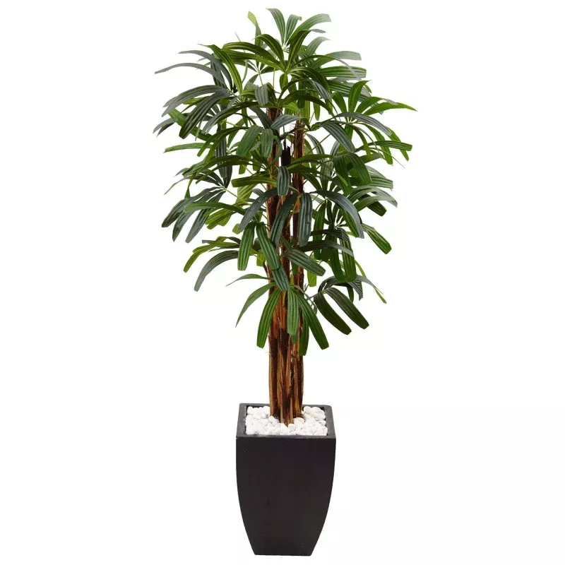5.5 Raphis Plam Tree in Black Planter