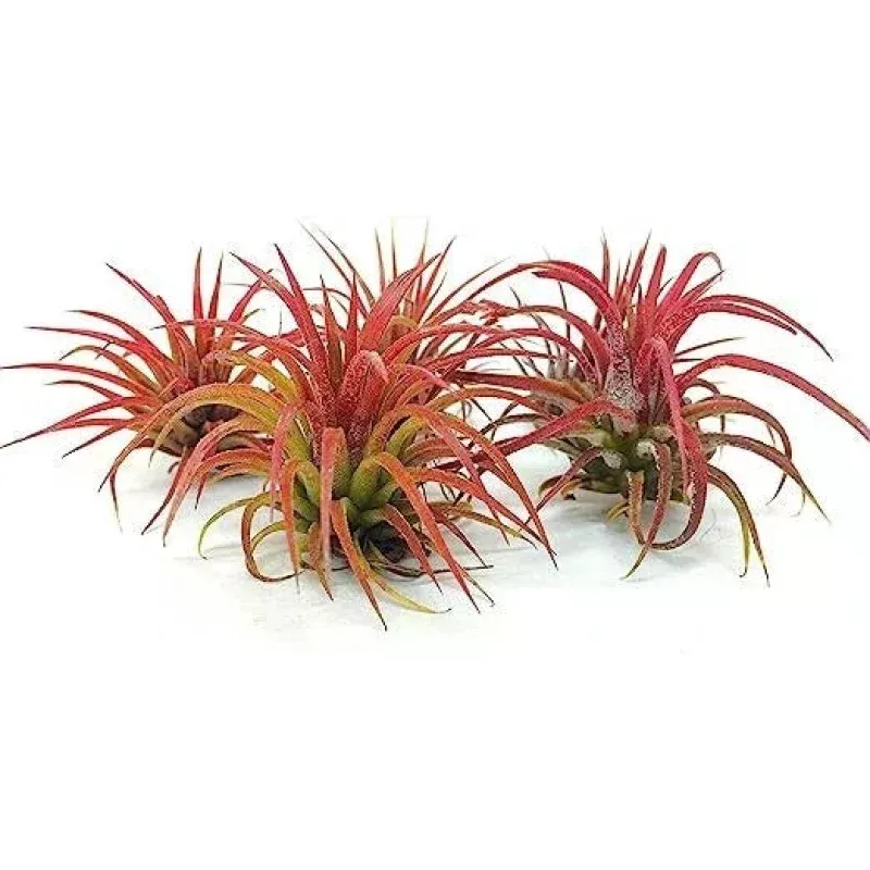 5 Pack Air Plants - Ionantha Fuego Red - Tillandsia Variety - Low Maintenance Indoor Decor - Live Air Plants for Home
