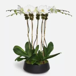 5-Stem White Phalaenopsis