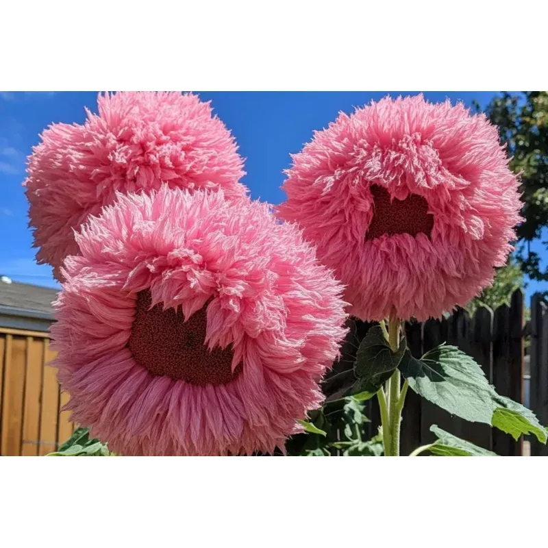 50pcs Rare Pink Giant Teddy Bear Sunflower Seeds - Unique Fluffy Blooms, Heirloom Variety, Easy to Grow