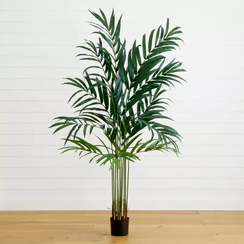 6 Kentia Palm Tree