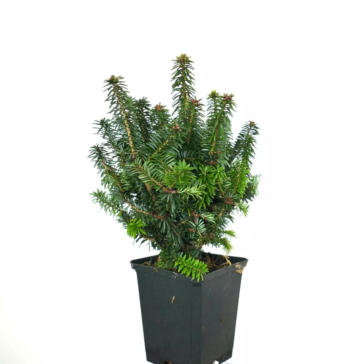 Abies balsamea – 10-20cm