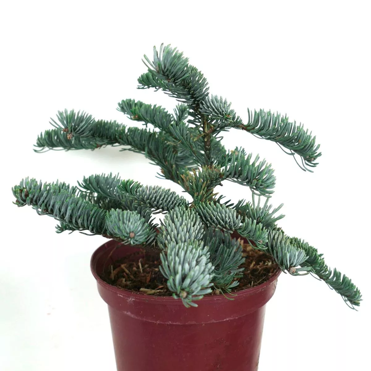 Abies procera form glauca – 50-60cm