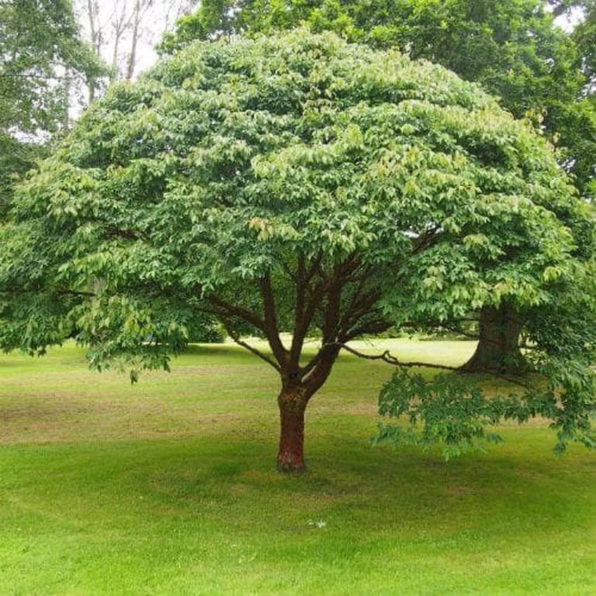 Acer griseum | paperbark maple
