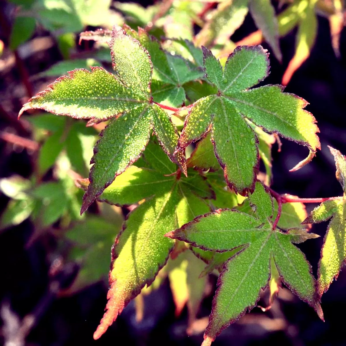 Acer palmatum cv ‘Kiyohime’ or (syn. of cv ‘Little Princess’) GRAFTED