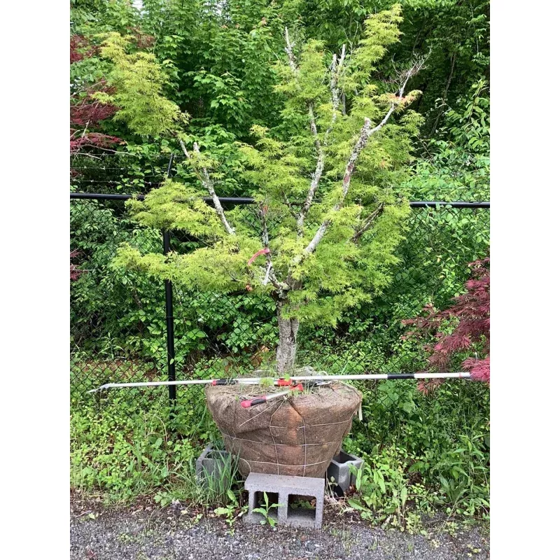 Acer palmatum dissectum ‘Seiryu’