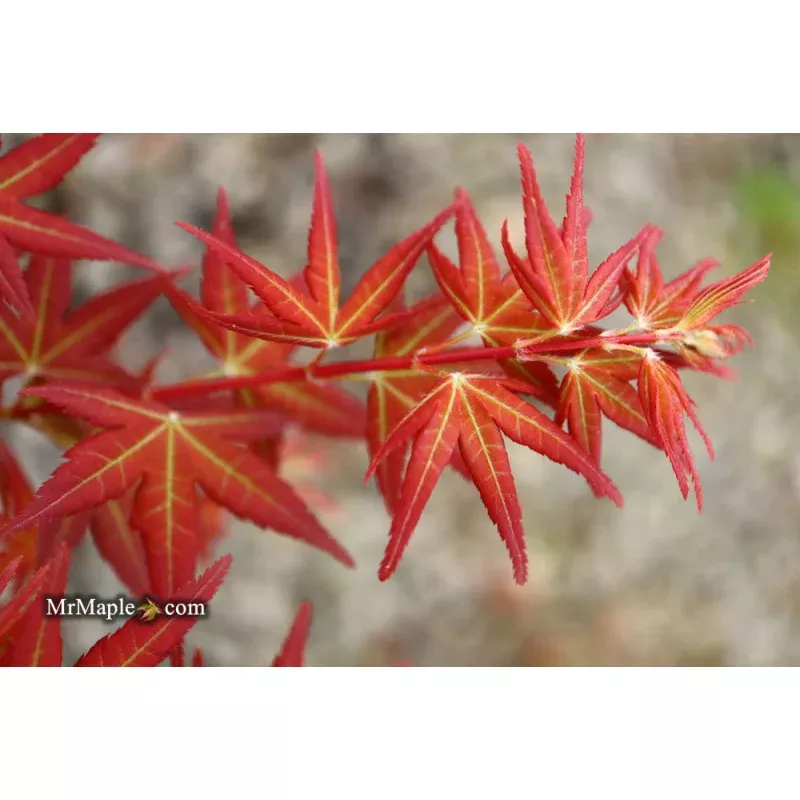 Acer palmatum ‘Naniwa beni’