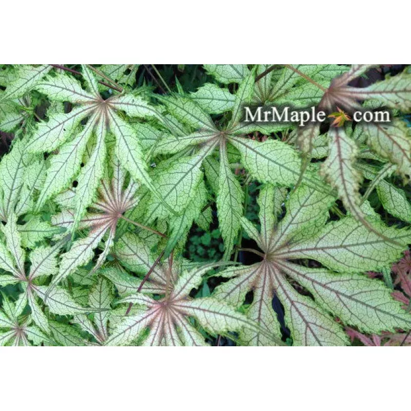 Acer palmatum ‘Will’s Devine’Reticulated Variegated