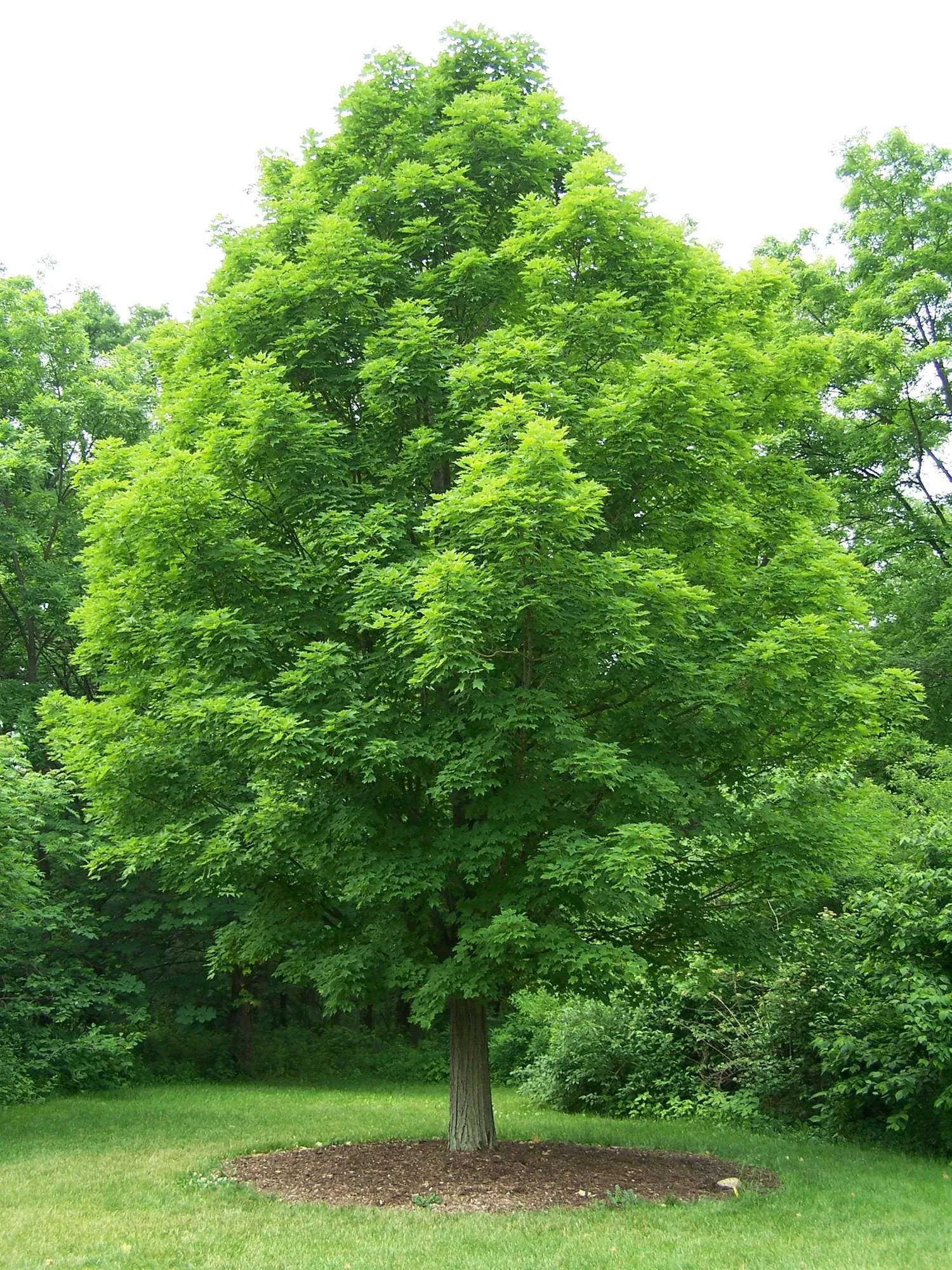 Acer saccharum | sugar maple