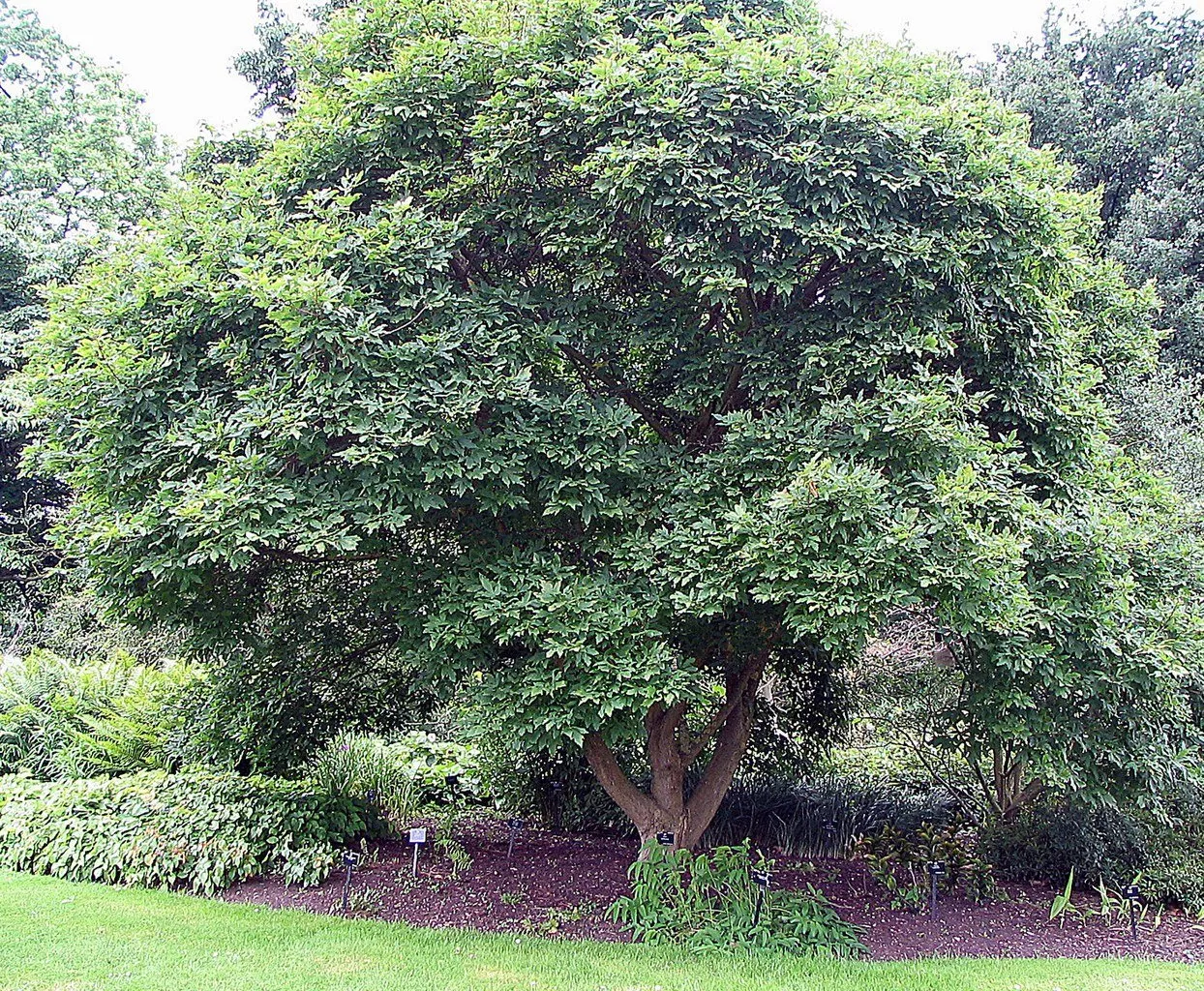 Acer triflorum | three-flowered maple
