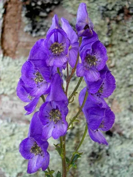 Aconitum carmichaelii ‘Arendsii’ | monkshood