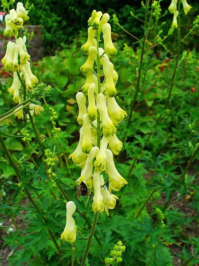 Aconitum lycoctonum | wolfsbane