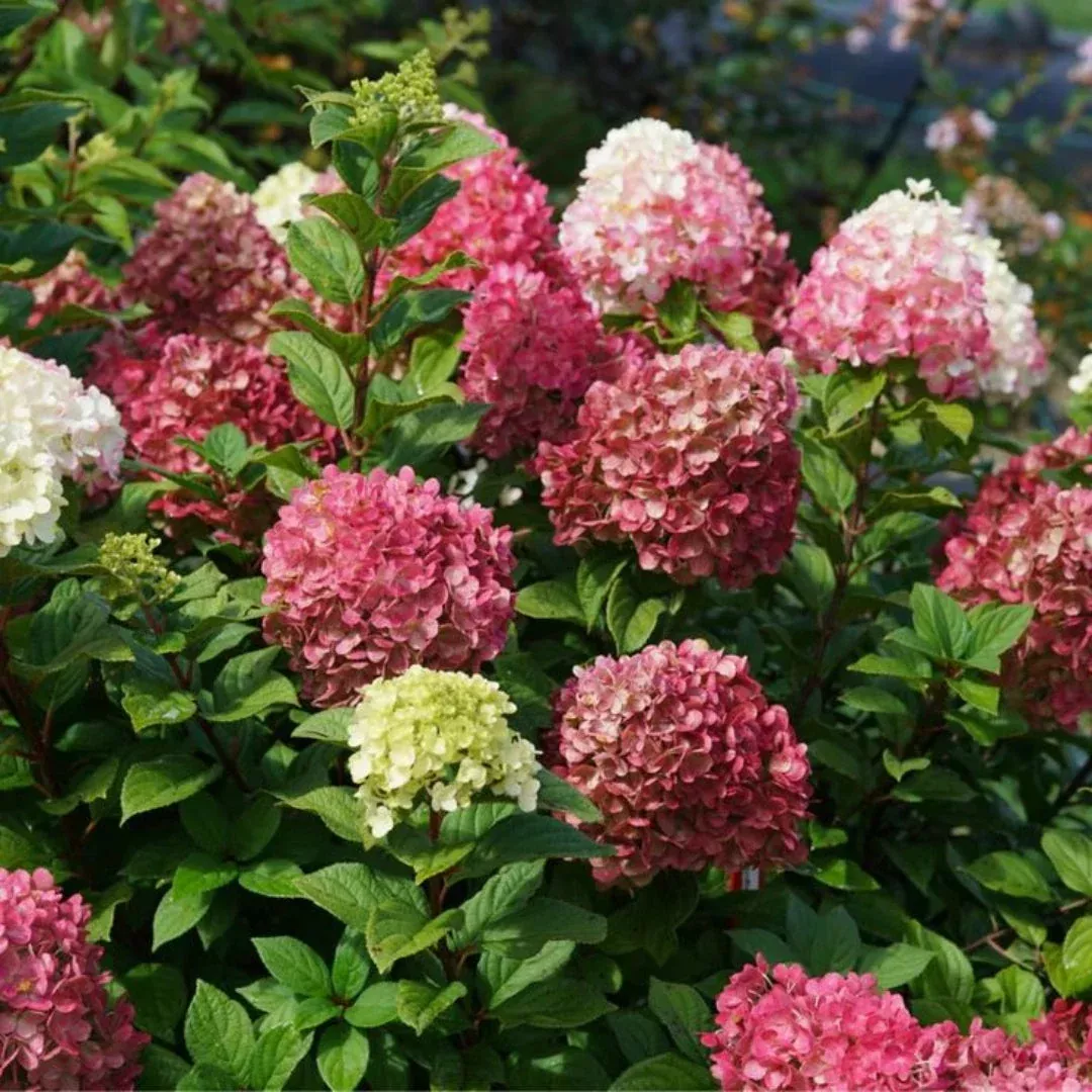 Ada Lynn Hydrangea – Reblooming Pink Red or White Mophead