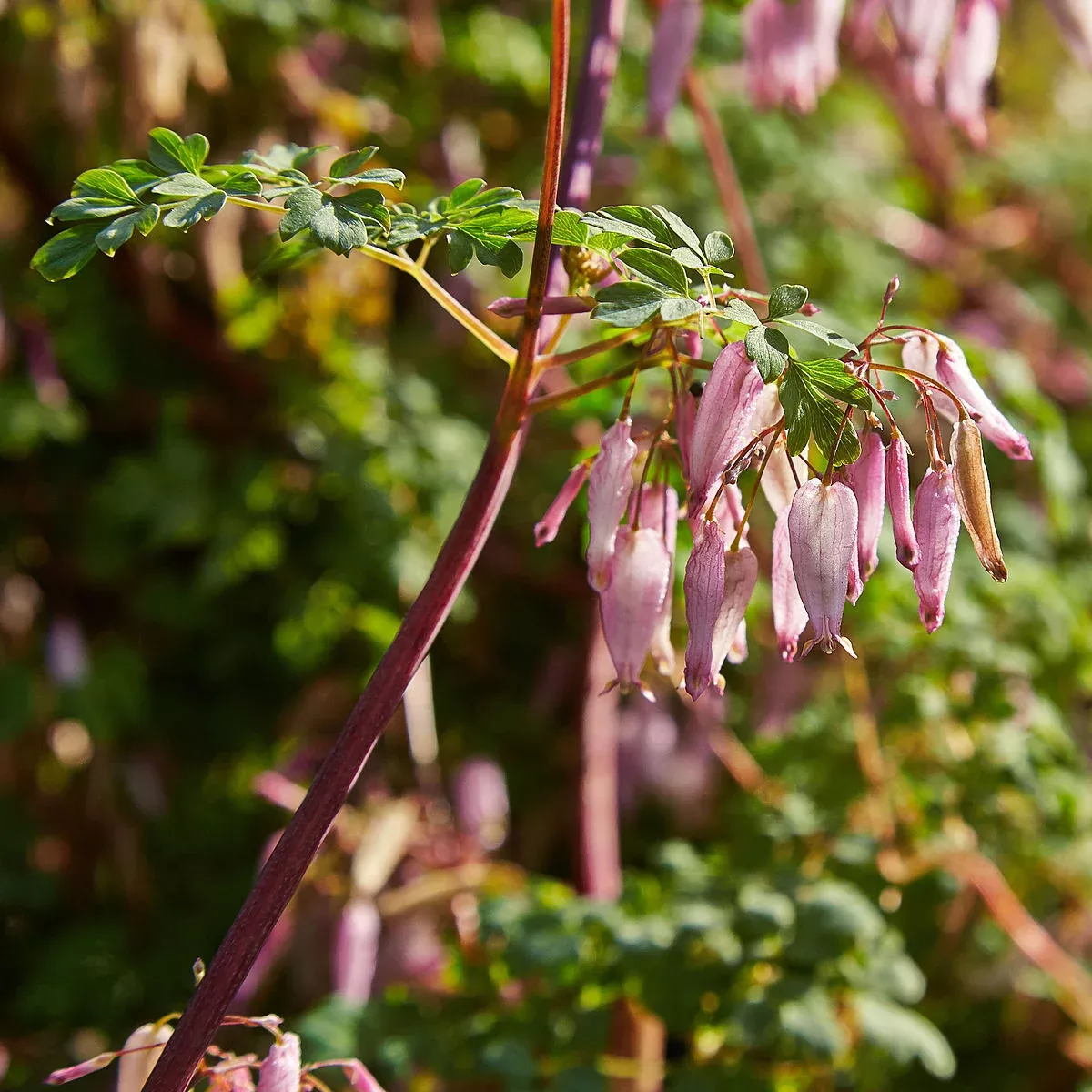 Adlumia fungosa | allegheny vine