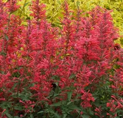 Agastache 'Kudos Coral' – Dwarf Hyssop