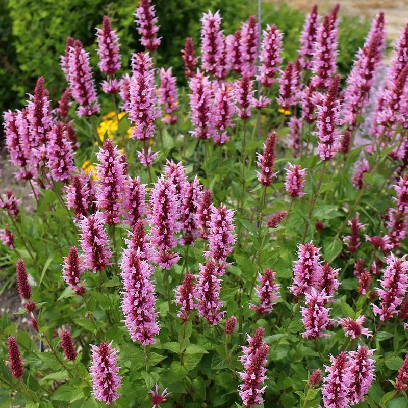 Agastache ‘Pink Fortune’
