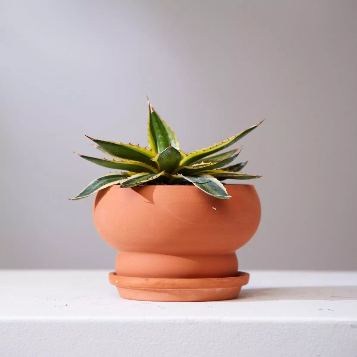 AGAVE AMERICANA ‘MARGINATA’ 3.5″ Grower Pot